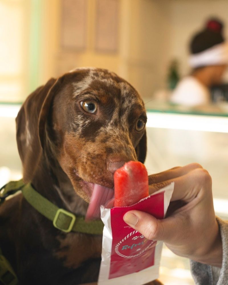 Cachorro salsicha lambendo o picolé RefresCão